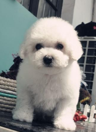 比熊犬